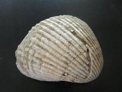 貝類化石